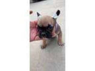 French Bulldog Puppy for sale in Pico Rivera, CA, USA
