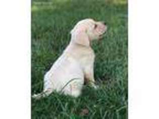 Labrador Retriever Puppy for sale in Lovelady, TX, USA