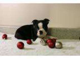 Boston Terrier Puppy for sale in Somerville, TN, USA
