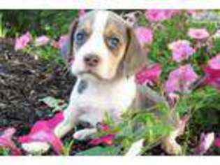 Beagle Puppy for sale in Harrisburg, PA, USA