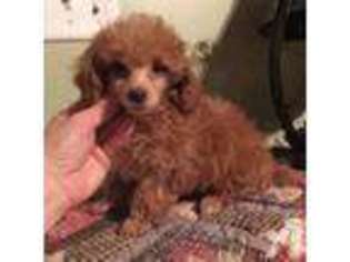 Mutt Puppy for sale in BIG COVE TANNERY, PA, USA