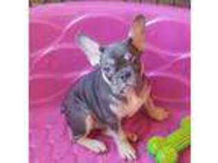 French Bulldog Puppy for sale in Middletown, CA, USA