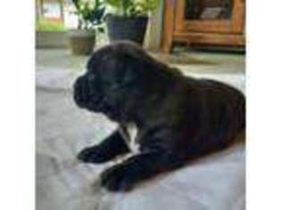 Staffordshire Bull Terrier Puppy for sale in Goshen, IN, USA