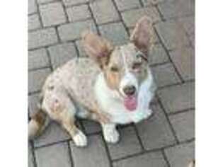Cardigan Welsh Corgi Puppy for sale in Indianapolis, IN, USA