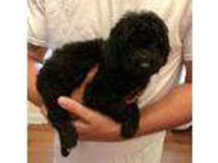 Goldendoodle Puppy for sale in Fayetteville, NC, USA