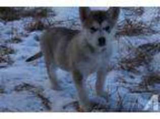Alaskan Malamute Puppy for sale in UBLY, MI, USA