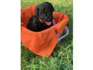 Labradoodle Puppy for sale in Port Lavaca, TX, USA