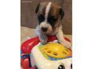Jack Russell Terrier Puppy for sale in Bakersfield, CA, USA