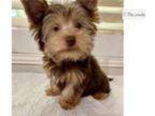 Yorkshire Terrier Puppy for sale in Yuma, AZ, USA