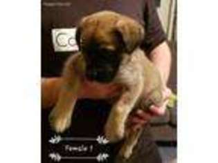 Mastiff Puppy for sale in West Union, OH, USA