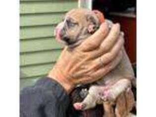 Olde English Bulldogge Puppy for sale in Foster, RI, USA