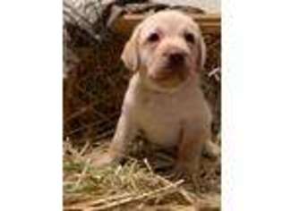 Labrador Retriever Puppy for sale in Vienna, VA, USA