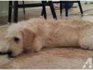 Goldendoodle Puppy for sale in TRENTON, SC, USA