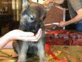 German Shepherd Dog Puppy for sale in Canton, TX, USA