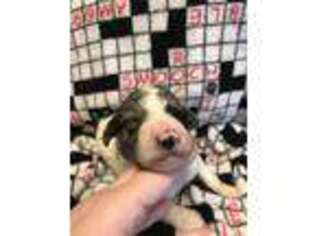 Mutt Puppy for sale in Marshallville, GA, USA