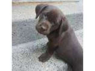 Labrador Retriever Puppy for sale in Clackamas, OR, USA