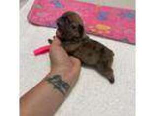 French Bulldog Puppy for sale in Paso Robles, CA, USA