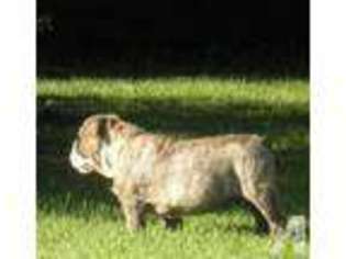 Bulldog Puppy for sale in LITCHFIELD, MI, USA