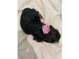 Yorkshire Terrier Puppy for sale in Spring Hill, FL, USA