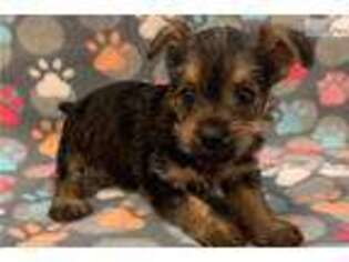 Chorkie Puppy for sale in Hattiesburg, MS, USA