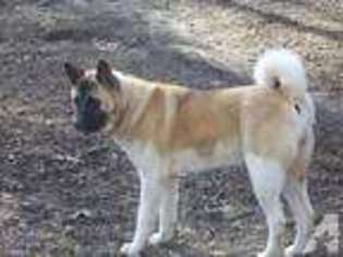 Akita Puppy for sale in HONOBIA, OK, USA
