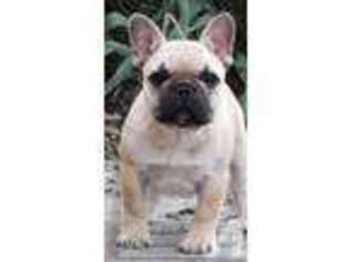 French Bulldog Puppy for sale in CEDAR PARK, TX, USA