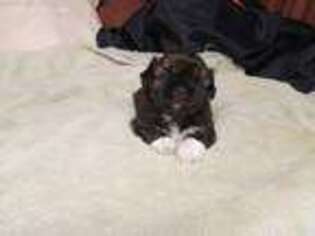 Mutt Puppy for sale in Headland, AL, USA