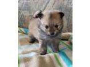 Pomeranian Puppy for sale in Montgomery City, MO, USA