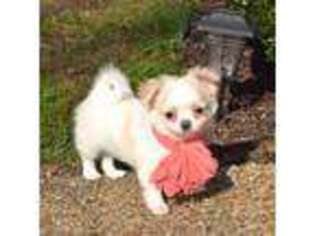Chihuahua Puppy for sale in Gloucester, VA, USA