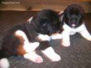 Akita Puppy for sale in Perryville, MO, USA