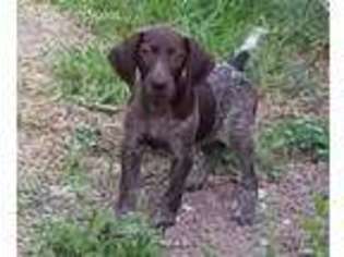 German Shorthaired Pointer Puppy for sale in Hidalgo, TX, USA