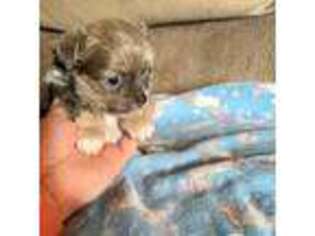 Chihuahua Puppy for sale in Williamsburg, KY, USA