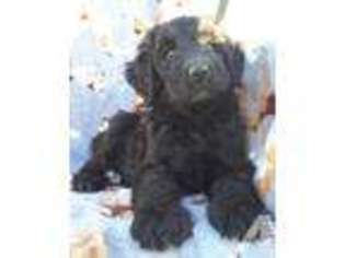 Labradoodle Puppy for sale in PHELAN, CA, USA