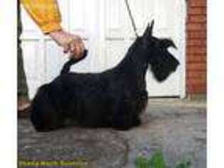 Scottish Terrier Puppy for sale in Santa Claus, IN, USA