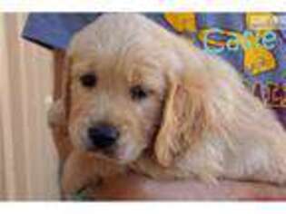 Golden Retriever Puppy for sale in Fort Worth, TX, USA