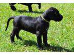 Great Dane Puppy for sale in Burgaw, NC, USA