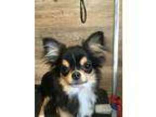 Chihuahua Puppy for sale in Troy, MI, USA