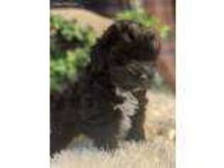 Havanese Puppy for sale in Wooster, OH, USA