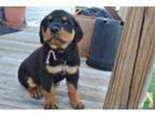 Mutt Puppy for sale in MART, TX, USA