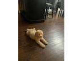 Goldendoodle Puppy for sale in North Dartmouth, MA, USA