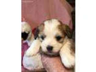 Coton de Tulear Puppy for sale in Lookout Mountain, GA, USA