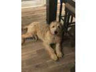 Goldendoodle Puppy for sale in Manhattan, IL, USA