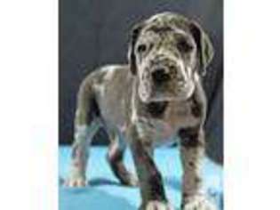 Great Dane Puppy for sale in TRUSSVILLE, AL, USA