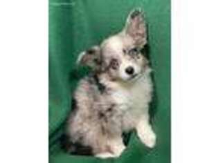 Miniature Australian Shepherd Puppy for sale in Hartville, MO, USA