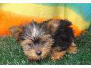 Yorkshire Terrier Puppy for sale in Burlington, NC, USA