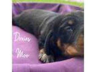 Dachshund Puppy for sale in Barnwell, SC, USA