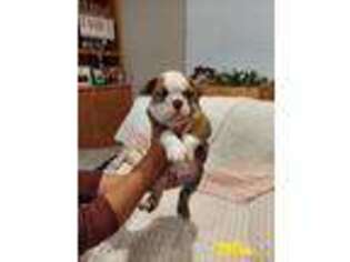 Bulldog Puppy for sale in Rose Hill, KS, USA