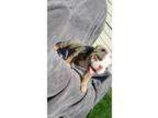 Olde English Bulldogge Puppy for sale in Shakopee, MN, USA