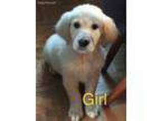 Golden Retriever Puppy for sale in Barton, NY, USA