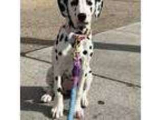 Dalmatian Puppy for sale in Brooklyn, NY, USA